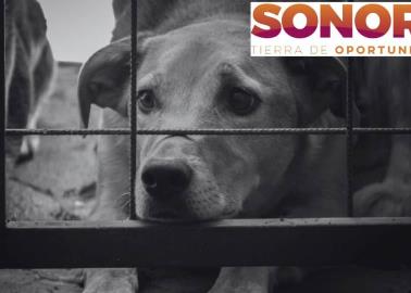 ¿Cómo se sanciona en Sonora el maltrato animal y qué estado es más severo?