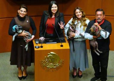 México: Se avanza en la protección animal, conoce la nueva reforma, así como estados líderes