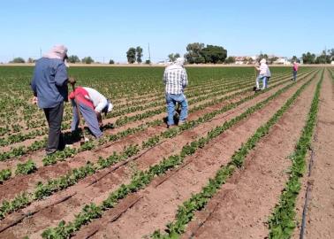 Piden jornaleros empleo temporal