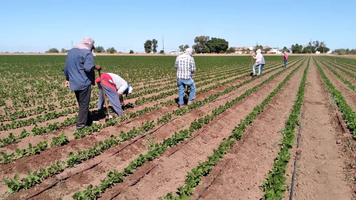 Piden jornaleros empleo temporal