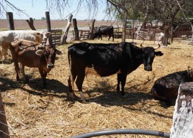 Pozos, única opción para los ganaderos