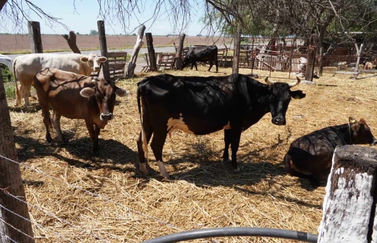 Pozos, única opción para los ganaderos