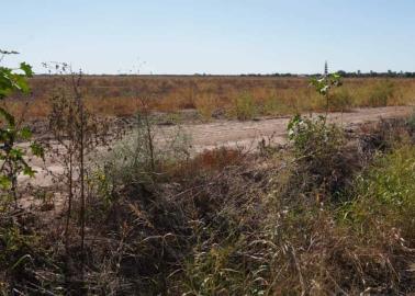 En riesgo sanidad del Valle del Yaqui