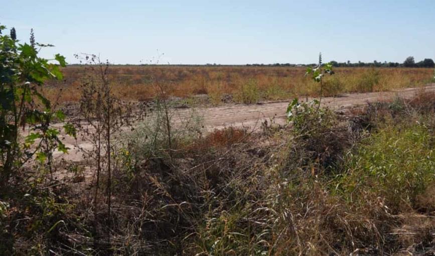 En riesgo sanidad del Valle del Yaqui