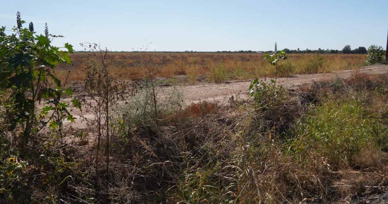 En riesgo sanidad del Valle del Yaqui