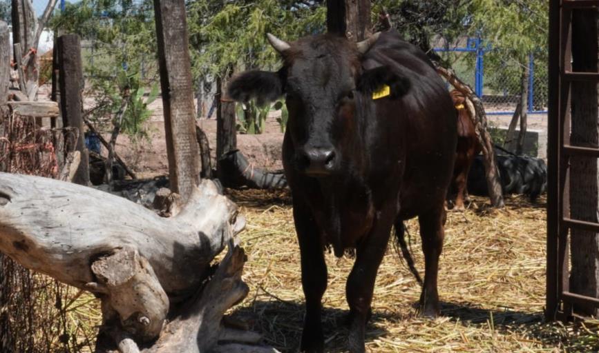 Exportación de ganado a EU queda suspendida de manera indefinida