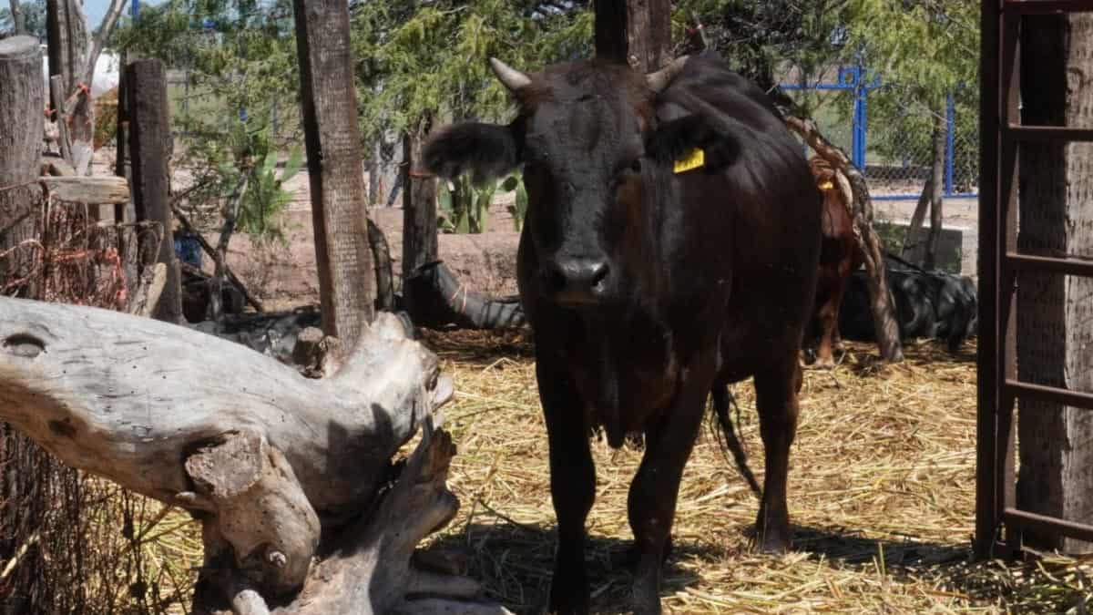 Exportación de ganado a EU queda suspendida de manera indefinida