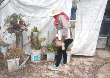 Sin muertes por dengue en el Mayo