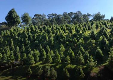 ¿Árbol de Navidad natural o artificial? La mejor opción para esta temporada 2024