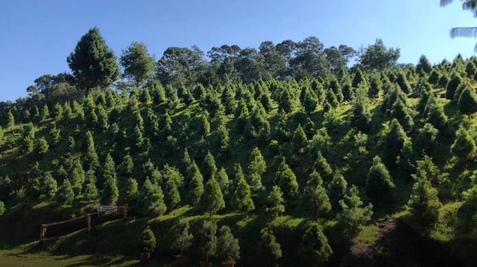 ¿Árbol de Navidad natural o artificial? La mejor opción para esta temporada 2024 ¿Árbol de Navidad natural o artificial? La mejor opción para esta temporada 2024