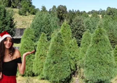 Árbol de Navidad natural: conoce las ventajas y desventajas de tener uno en casa