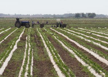 Horticultores se preparan ante posibles heladas