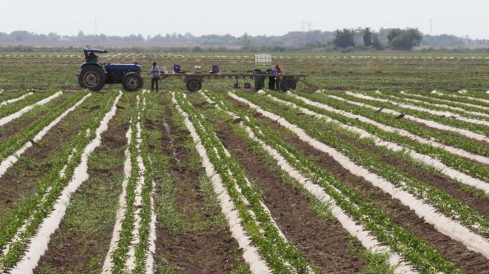 Horticultores se preparan ante posibles heladas Horticultores se preparan ante posibles heladas