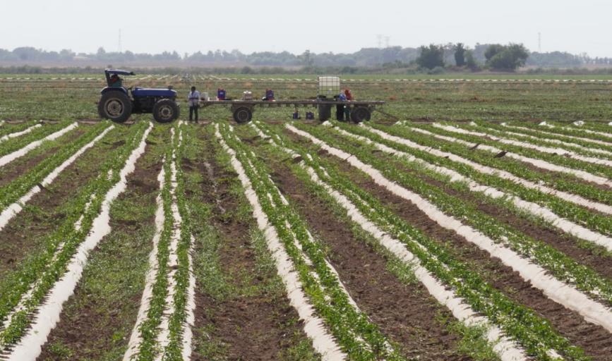 Horticultores se preparan ante posibles heladas