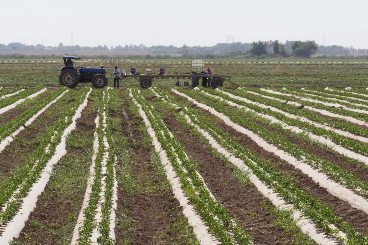 Horticultores se preparan ante posibles heladas