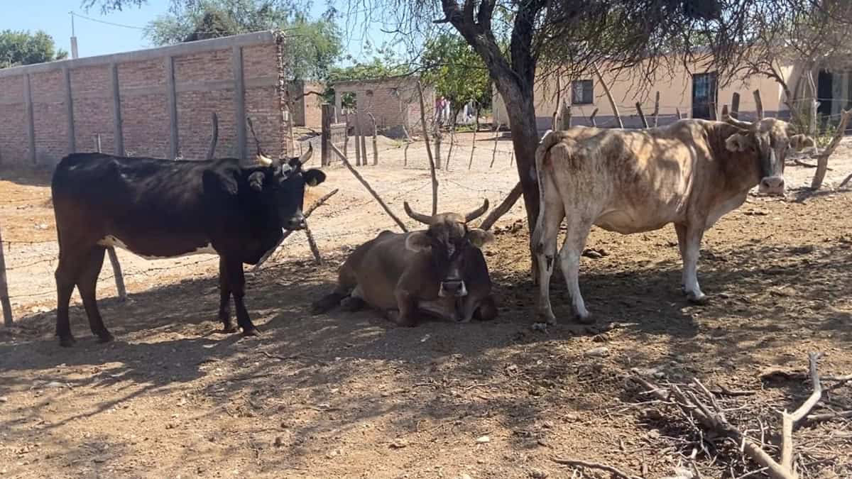 Precio del ganado, a la baja en Navojoa