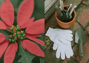 ¿Cómo cuidar la Nochebuena? La flor emblemática de las fiestas de diciembre