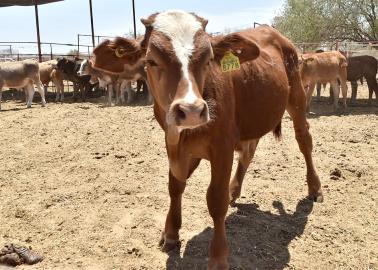 El precio del ganado en Sonora está a la baja