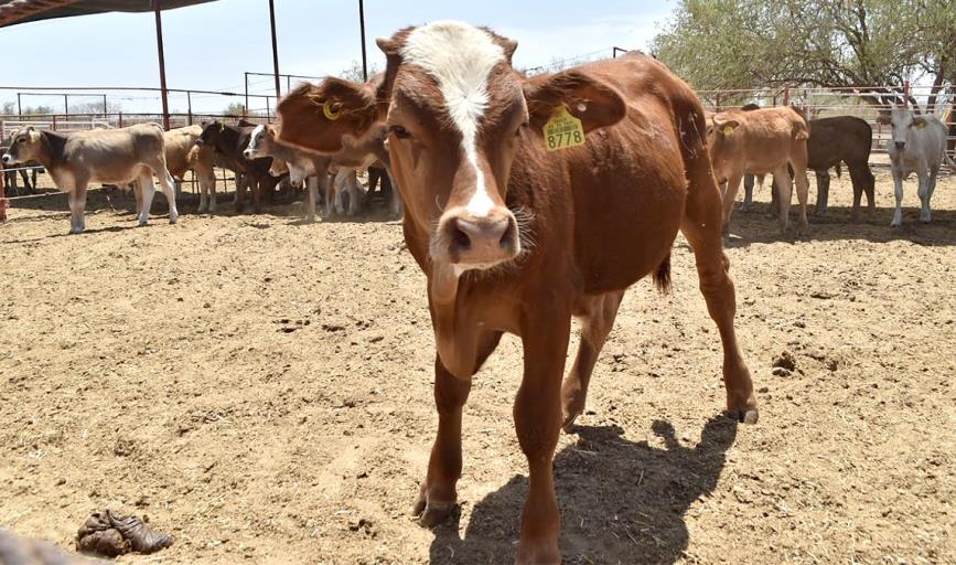 El precio del ganado en Sonora está a la baja