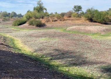 Falta de agua en río acaba flora y fauna