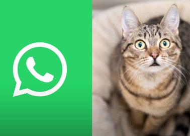 Modo gato en WhatsApp, ¿cómo activarlo?