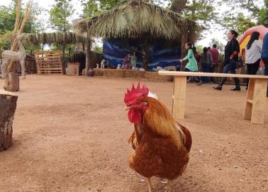 Crearán Nacimiento Viviente en Cócorit