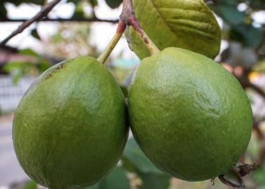 ¡Cuidado! Estas son las personas que NO deben de consumir guayaba