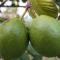 ¡Cuidado! Estas son las personas que NO deben de consumir guayaba