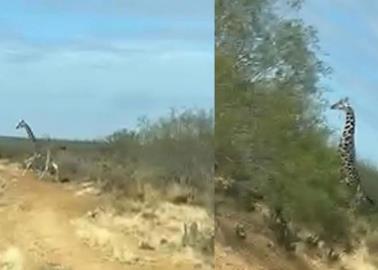 Captan en Coahuila a jirafas deambulando por el monte