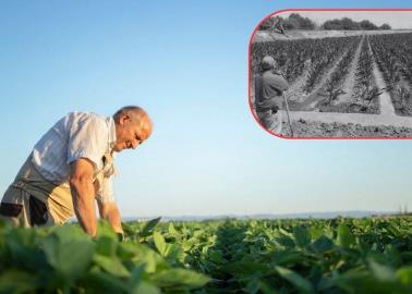 En Sonora, los productores pierden el interés en cultivos de bajo consumo de agua