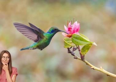 UNAM revela las 3 plantas que debes tener en tu jardín para atraer colibríes