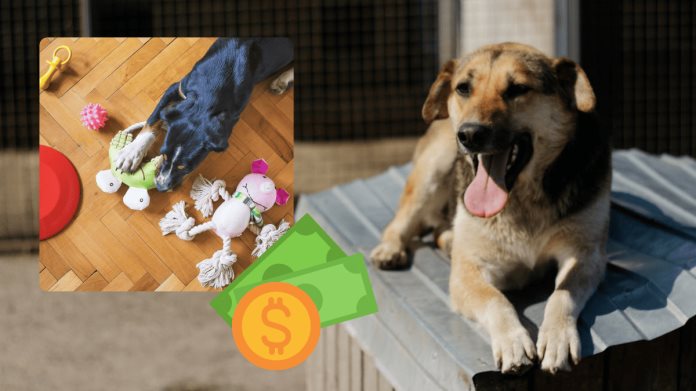 VIDEO | ¿Vas a adoptar a un perrito? Estos son todos los gastos que debes considerar VIDEO | ¿Vas a adoptar a un perrito? Estos son todos los gastos que debes considerar