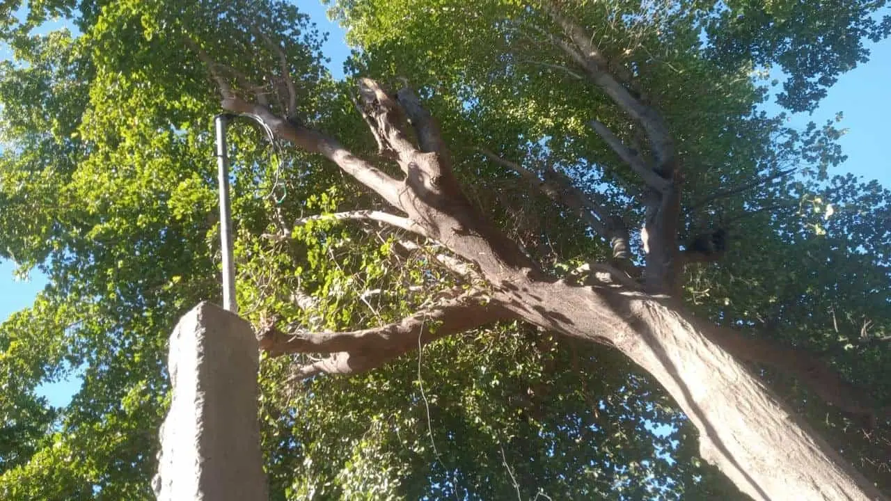 Viven a oscuras en "El Zapatito", colonia ubicada en Cajeme