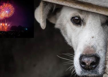 ¿Por qué los fuegos artificiales afectan a los perros y gatos?