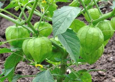 Horticultores del Mayo, en alerta por heladas