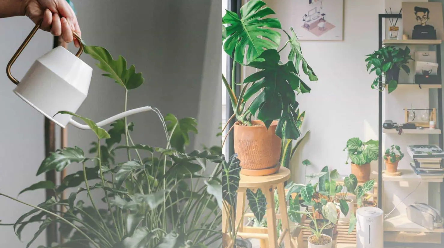 5 consejos para cuidar a tus plantas del frío, según la inteligencia artificial