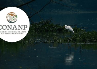 ¿Por qué los humedales son importantes en el ecosistema? | Conanp