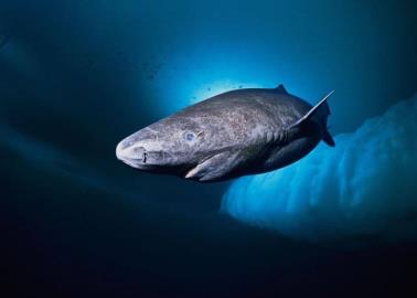 El tiburón más viejo del planeta podría poseer el secreto para prolongar la vida de los seres humanos