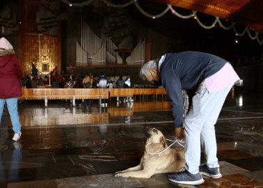 Perros abandonados en la Basílica de Guadalupe buscan un hogar