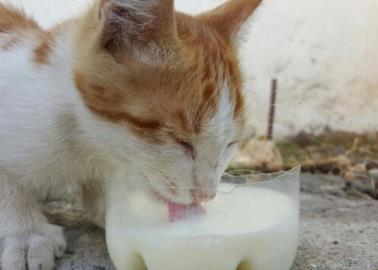 ¿Es realmente bueno darles leche a los gatos?