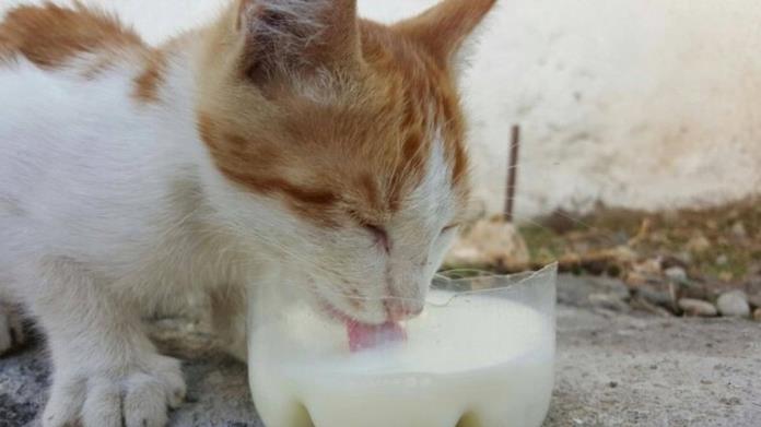 ¿Es realmente bueno darles leche a los gatos? ¿Es realmente bueno darles leche a los gatos?