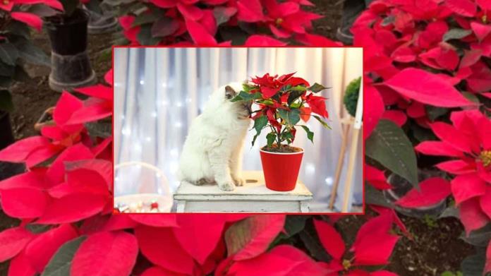 ¿Por qué la flor de Nochebuena es tóxica para perros y gatos? ¿Por qué la flor de Nochebuena es tóxica para perros y gatos?
