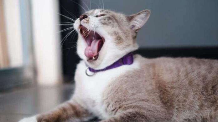 ¿Qué quiere decir tu gato cuando bosteza? Esto dicen los expertos ¿Qué quiere decir tu gato cuando bosteza? Esto dicen los expertos
