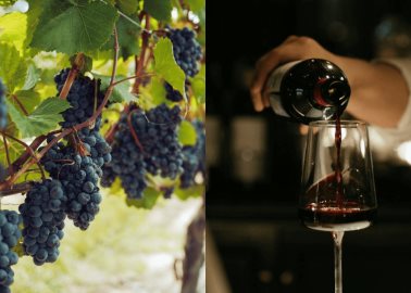 Baja California o Querétaro: ¿Cuál hace los mejores vinos, según la IA?