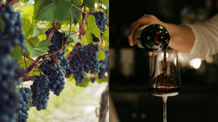 Baja California o Querétaro: ¿Cuál hace los mejores vinos, según la IA? Baja California o Querétaro: ¿Cuál hace los mejores vinos, según la IA?