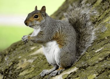 National Geographic: Ardillas carnívoras estudian comportamiento nunca antes visto