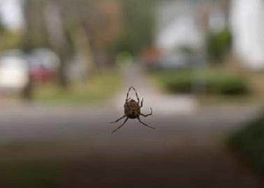 Araña violinista, ¿dónde se encuentra y por qué es tan peligrosa?