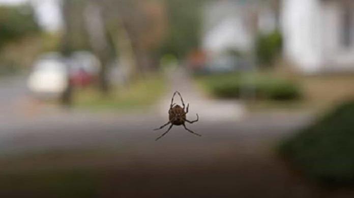 Araña violinista, ¿dónde se encuentra y por qué es tan peligrosa? Araña violinista, ¿dónde se encuentra y por qué es tan peligrosa?