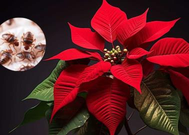 NocheBuena: así puedes saber si tu planta navideña tiene chinches