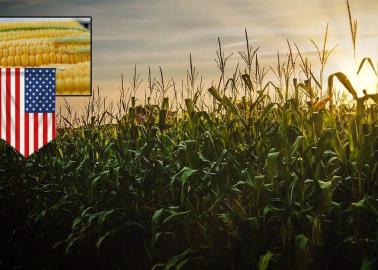 Estados Unidos gana disputa contra México por maíz transgénico